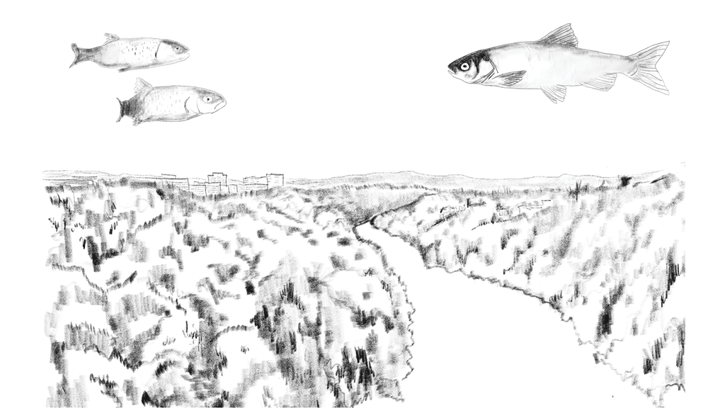 Les poissons du Pont Butin